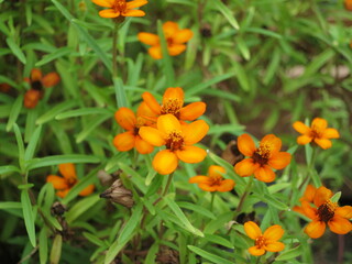 orange flowers in the garden