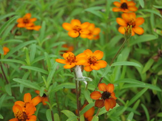 orange flowers in the garden