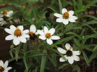 Fototapeta premium white flowers in the garden