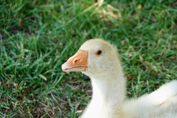 Head of young domestic goose looking into the camera on grass backgroudn. High quality photo