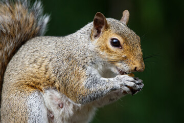 Naklejka na ściany i meble An Eastern Grey Squirrel on a wood fence eating a nut in Puyallup, Washington.