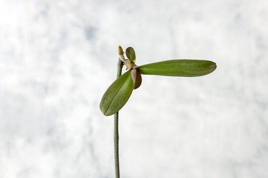 Keiki phalaenopsis orchid closeup, offspring growing on a stem