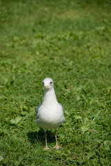 Seagulls on a field of grass