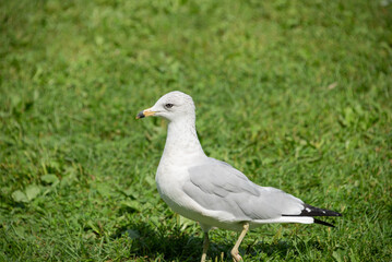 Seagulls on a field of grass