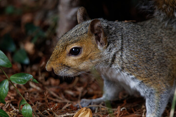 Eastern grey squirrel on the ground.