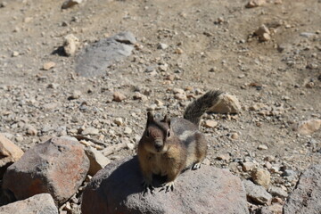 chipmunk on the rocks