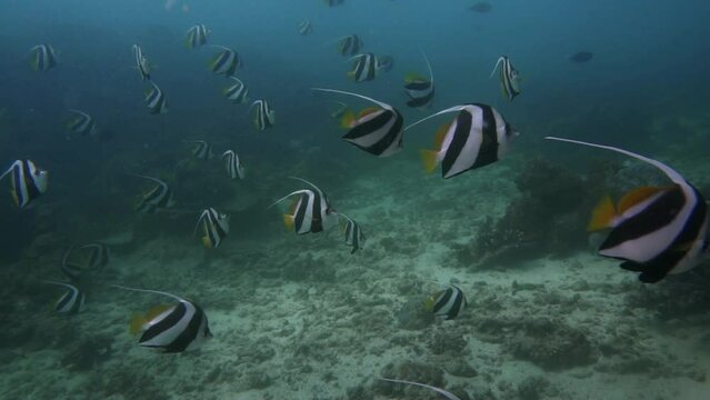Group of Altum Angelfish swimming in transparent sea water in Mozambique, Africa - Pterophyllum altum