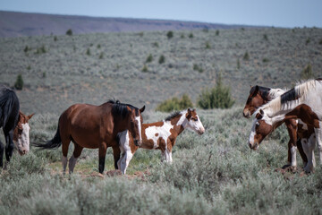 wild herd of horses in the field