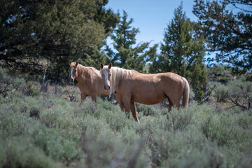 wild horses in the woods