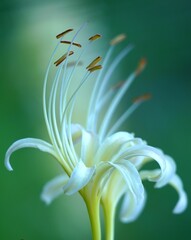 美しい白色の彼岸花