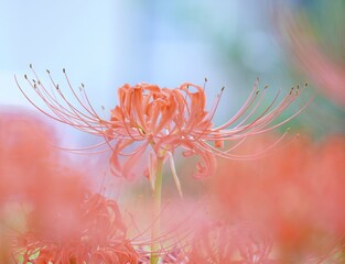 美しい彼岸花