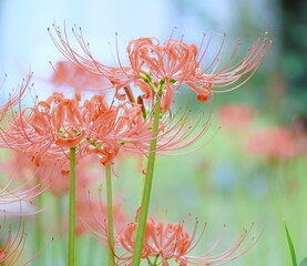 美しい彼岸花