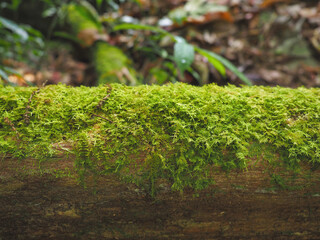 Close up green fern on brown log in the rainforest