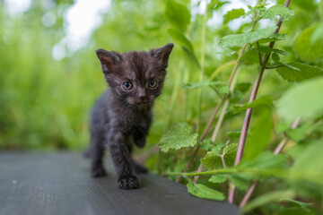 Newborn black gray kitten close up. Kitten at one month old of life on nature, outdoors