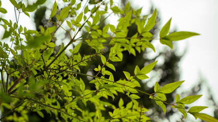 Fototapeta na wymiar 空を背景にした植物の葉っぱのシルエット