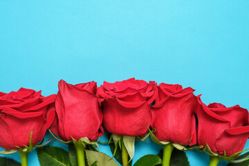 Red rose buds on blue background close-up, top view copy space.