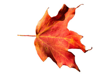 A PNG of a red maple leaf isolated on a transparent background