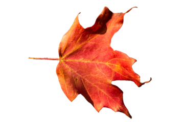 A PNG of a red maple leaf isolated on a transparent background