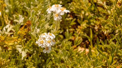 Potentilla nitida, pink cinquefoil, at the famous Kitzbueheler Horn, Kitzbuehel, Tyrol, Austria