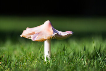 A rare early autumn pink waxcap fungus on a grassy lawn