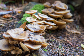 A large patch of honey fungus growing in woodland in England