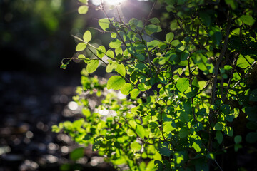 Backlit shot of some California privet leaves commonly used in decorative hedgrows - obrazy, fototapety, plakaty