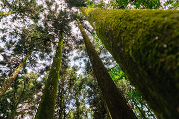 Fototapeta premium forest full of mossy trees