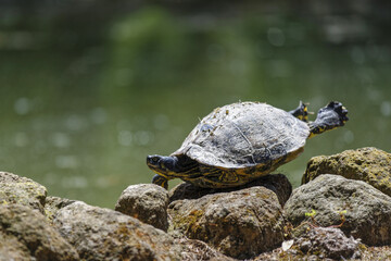 Fototapeta premium Tortue se séchant au soleil au bord de l'eau 