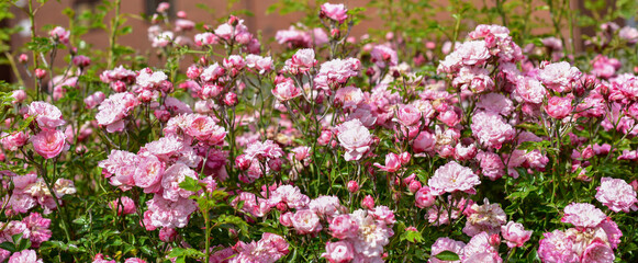 Beautiful pink Rose blooming in summer garden. Outdoors. Gardening concept.