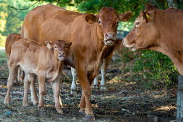 Troupeau de vaches à l'ombre d'un bosquet en été