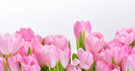 Spring Tulip Flowers over white. Tulips bunch. Pink tulips.