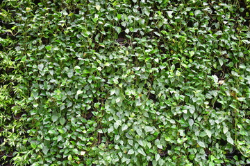 Green Leaves background or texture.