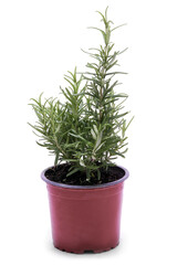 Savory fresh herb rosemary growing in brown flower pot isolated on white
