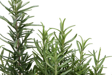 Obraz premium Fresh twig of rosemary isolated on a white background