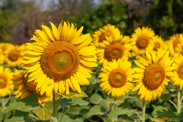 sunflower field