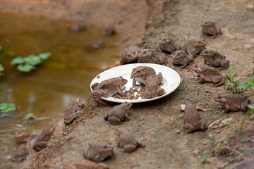 Several frogs were eating pellets on a plate by the pond.