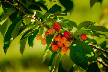 Bunch of red cherries and leaves with morning lights