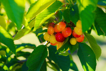 Bunch of red cherries and leaves with morning lights