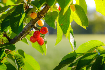 Bunch of red cherries and leaves with morning lights