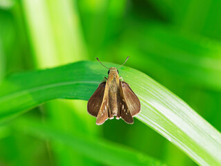 ススキの葉で一休みするイチモンジセセリ