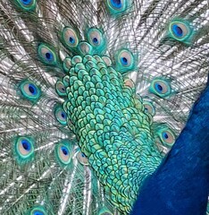 peacock with feathers