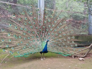 peacock with feathers out