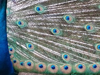 peacock with feathers out