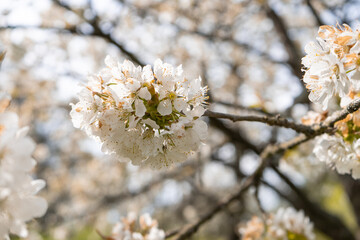 blooming branch close up