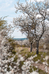 spring landscape with blooming trees
