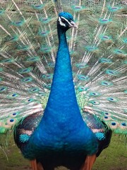 peacock with feathers