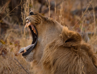 Male African lion growl