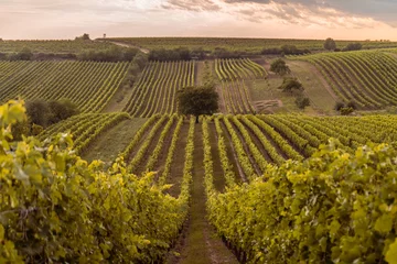 Deurstickers rows of vines in vineyard © Elika