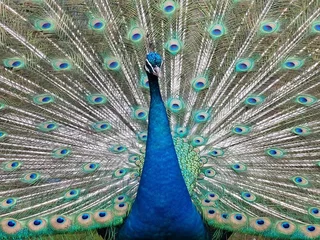 Fotobehang peacock with feathers © Kolin