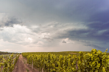 vineyard with dark cloudy sky